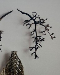 PATRICIA SILVA ‘Have a Spine, Take a Breath’ Abstract Nature CONTEMPORARY Photo