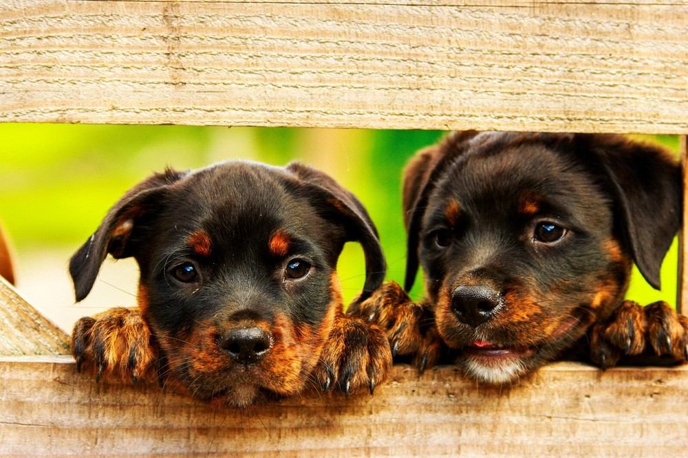 Photo Digital Product Wallpaper Background Image Picture cute dog animal friend