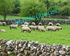 IRISH SHEEP & STONE/ROCK FENCES 8 x 10 PHOTO IRELAND!! LOOK!!