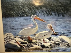 Matted Framed Wildlife Photography of Pelicans by Water, Landscape, Color