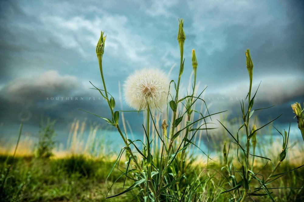 Dandelion Photography Print: Colorado Plains Botanical Stormy Nature Photo