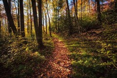 Great Smoky Mountains Photography Print – Hiking Trail in Forest in Tennessee