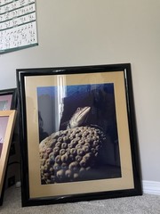 Bonaire Lizard Fish by J. Haines signed 1994