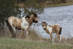 Chincoteague Pony Photo -Stallion Tidewater Twist- Pick One Image -Various Sizes