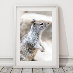 Cute Squirrel Close Up Photo Wall Print, Wildlife Nature Photography Yosemite NP