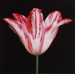 Peter Arnold photograph Tulip red and white