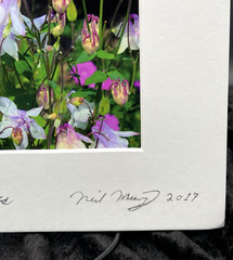 Original Photo Purple Columbine Flowers (Aquilegia), Signed & Matted, 8″ x 10″
