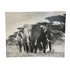 Norman Myers African Elephants Wildlife Photograph 16×20 B&W Africa Safari
