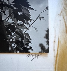 Vtg 1940s Black White Fine Art Photograph Virginia Creeper Nature Study Signed