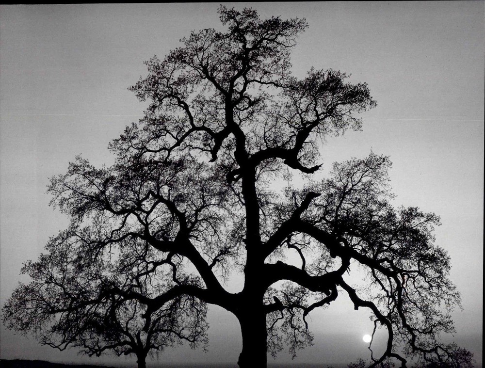 1986 1962 Ansel Adams Oak Tree Sunset City Sierra Foothills Cal Large Art Photo