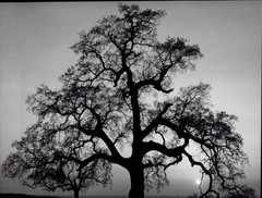 1986 1962 Ansel Adams Oak Tree Sunset City Sierra Foothills Cal Large Art Photo