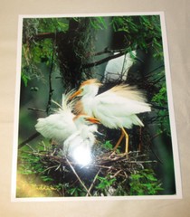 Beautiful Photograph of Cattle Egrets, Louisiana 8 x 10″ Signed, Kodak Image