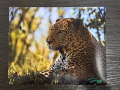 Framed And Signed Safari Leopard Photo Masaai Mara Kenya
