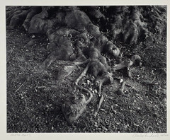 Charles Fendrock ‘Beech Roots’ B&W Photograph – Unframed, Listed Artist