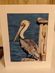 Pelican Photo By Linda E. Stump, Photographer, Profess. Matted, In Clear Plastic