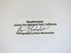 Roadrunner Joshua Tree California 8×10 Photograph signed Brian Blackwelder – #53