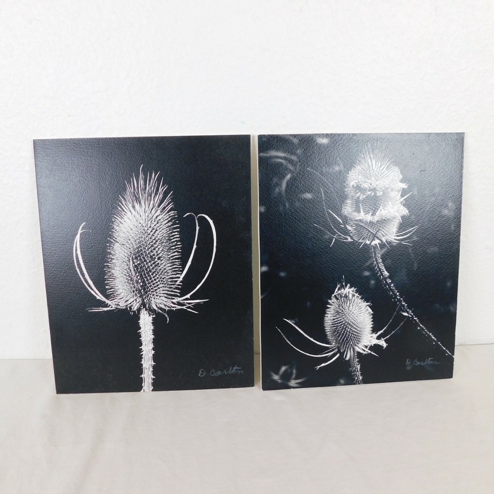 2 Black & White Thistle Foam Mounted Signed D Carlton Photo Pacific NW Artist