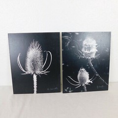 2 Black & White Thistle Foam Mounted Signed D Carlton Photo Pacific NW Artist