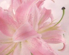 Stargazer Lily Collection Lot of 3 Original Photos 8×10 Wall Art Garden Florals