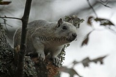 Delmarva Fox Squirrel Photo, Pick One Image – Various Sizes