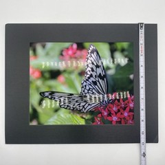 Matted Butterfly On Flowers Photo Print 11 X 14 Wall Art Gallery Decor