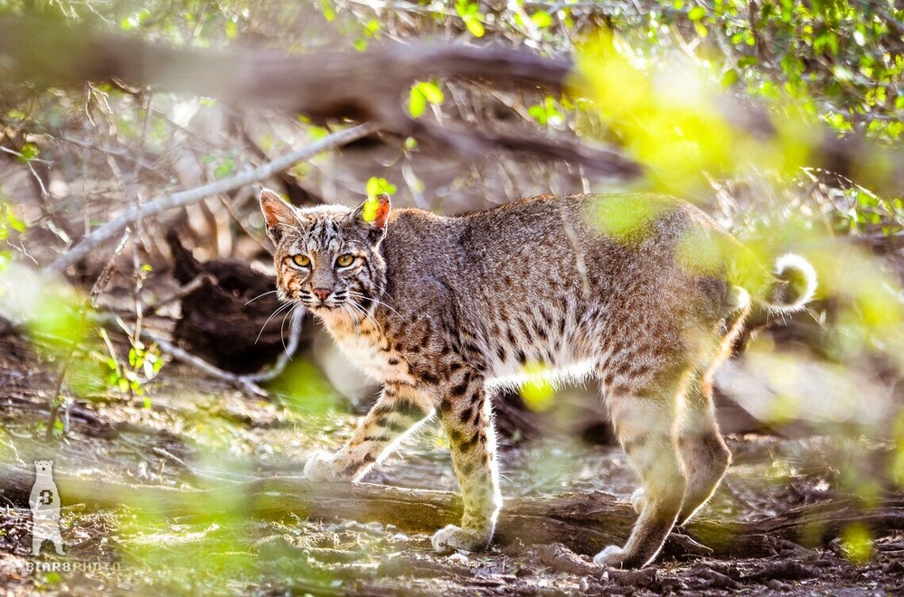 Bobcat Photography Prints, Wildlife Art, Nature Décor, Animal Lover Gifts