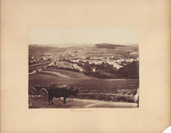 Antique Photograph Ox and Cart Country Landscape 5 1/4 x 7″