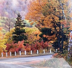 Steve Primm Autumn Drive Landscape Art Panoramic Photo Print Signed
