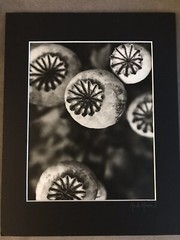 KRISTA ROSSOW SIGNED MODERN PHOTOGRAPHY MATTED OREGON ARTIST POPPY FLOWER NATURE