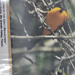 PHOTOGRAPHY Art Prints Lot 4 Vintage BIrds Birding Nature Photos – HW026