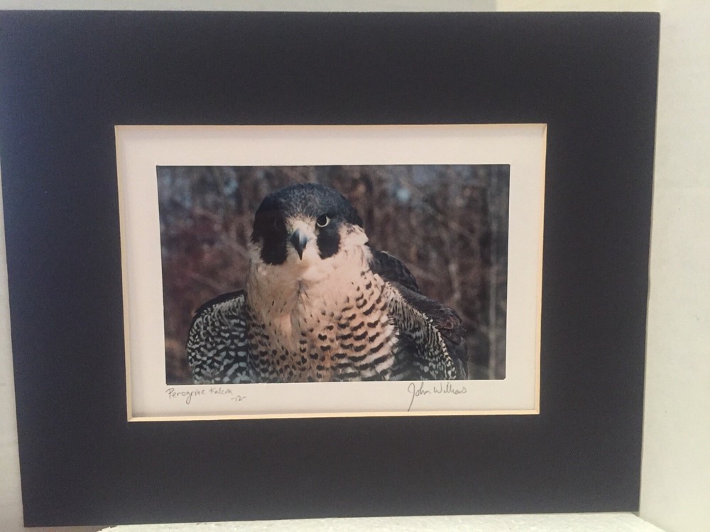 Signed Matted Glass Framed Photo Perigrine Falcon Spectacular Intense