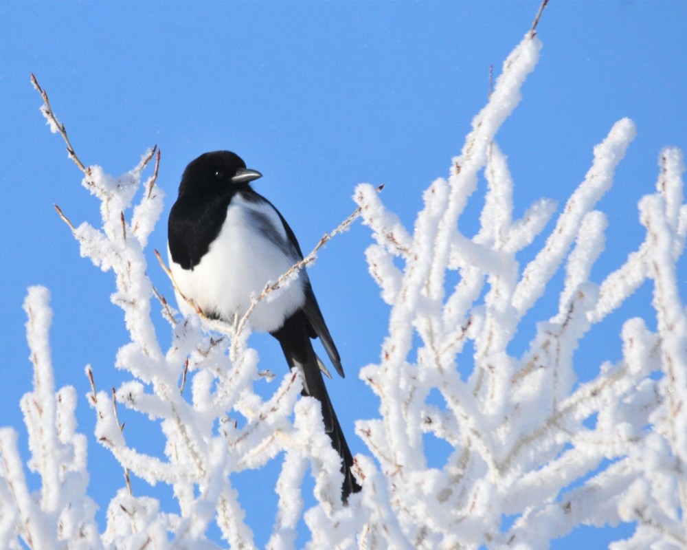 Black-billed Magpie 8″x10″ Photograph 8×10 Print