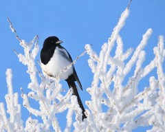 Black-billed Magpie 8″x10″ Photograph 8×10 Print