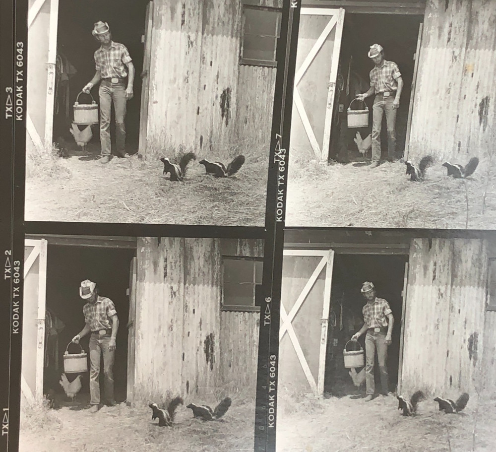 NEWLY FOUND Hendrickson PHOTO Contact Sheet Proof /Negs HOT COWBOY FEEDS SKUNKS