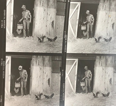 NEWLY FOUND Hendrickson PHOTO Contact Sheet Proof /Negs HOT COWBOY FEEDS SKUNKS