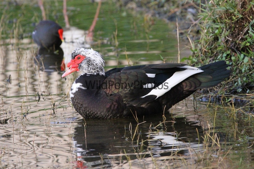 Muscovy Duck Photo – Pick One Image – Various Sizes