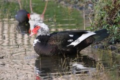 Muscovy Duck Photo – Pick One Image – Various Sizes
