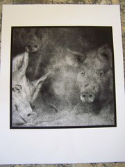 FINE ART PHOTO 3 PIGS ARKANSAS 1971 ARTIST ROB EVANS PHOTOGRAPHER ARCHIVAL PRINT