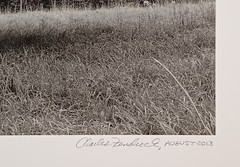 Large Format 2013 B&W Photo Peachtree with Fruit by Charles Fendrock Listed