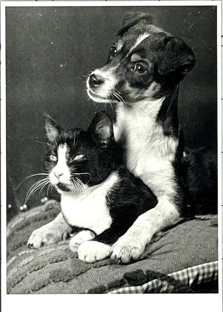 Sem Presser (1917-1986) Art Photo Print Card 1989 – Puppy & Tuxedo Cat Kitten