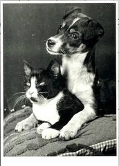 Sem Presser (1917-1986) Art Photo Print Card 1989 – Puppy & Tuxedo Cat Kitten