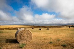 Country Photography Print – Picture of Hay Bales on Open Prairie in South Dakota
