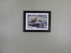 Wood Thrush Photo, Bird, Endangered, Print 5″ x 7″, Bird, Hylocichla mustelina