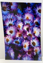 Laminated Cody Jackson Photography 12×18″ Purple & White Daisy Flowers Epson Pro