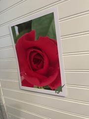 Garden Rose #9 – landscape photograph 8.5×11