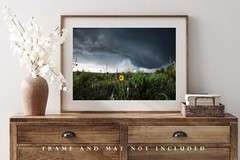 Sunflower Photography Print Storm Picture Texas Photo Nature Decor