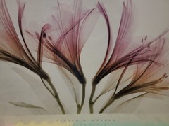 ALSTROMERIA Hellebore 2 STEVEN MEYERS XRAY FLORAL FLOWERS SEE THROUGH Art Print
