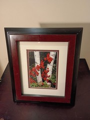 5-Piece Framed Timothy Wolcott Fine Art Photography Collection 4 Signed 1 Not