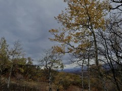 10×8 » Lustre Print Original Photo Photography Art Autumn Fall Trees Nature