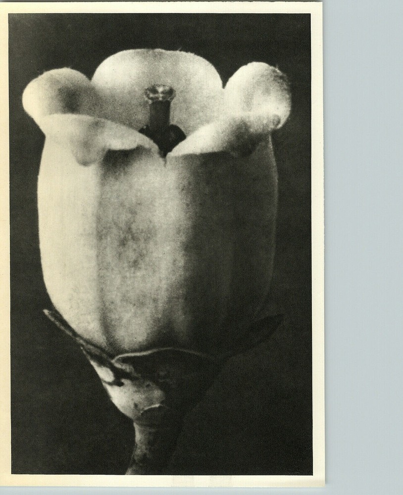 1942 Original BOTANICAL PLANT Blueberry Flower Photo Art KARL BLOSSFELDT